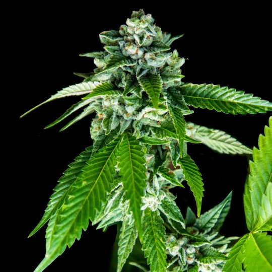Sorbet Dreams (DNA Genetics) feminisiert Cannabis Samen von DNA Genetics