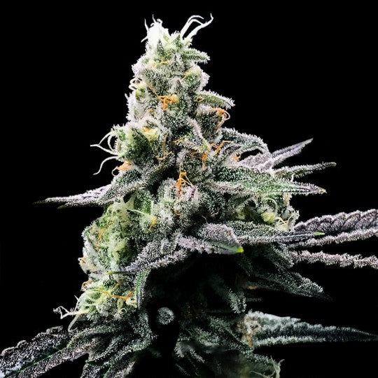 Purple Kosher (DNA Genetics) feminisiert Cannabis Samen von DNA Genetics