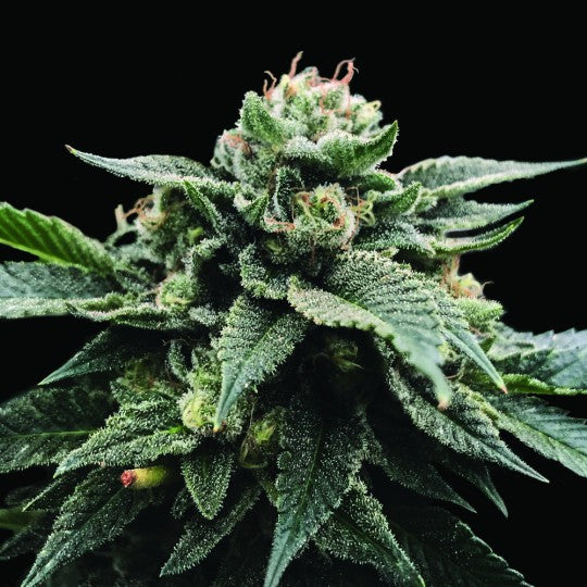 Sorbet Stash (DNA Genetics) feminisiert Cannabis Samen von DNA Genetics