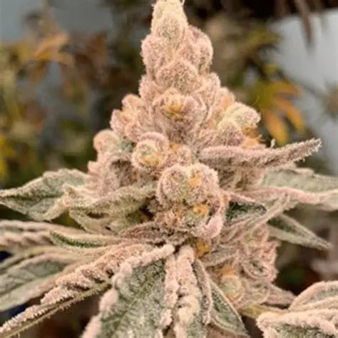 Dream Candy (In House Genetics) feminisiert