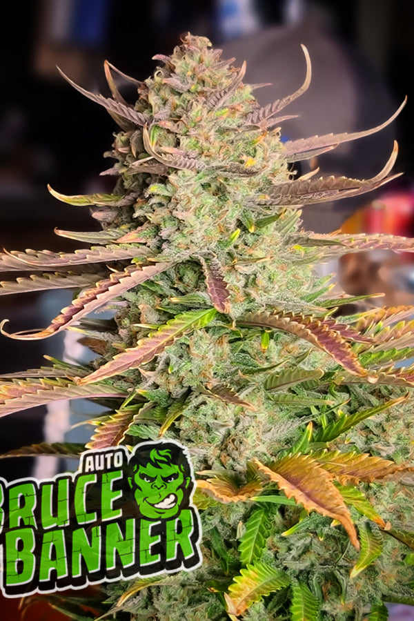 Bruce Banner Auto (Fast Buds)