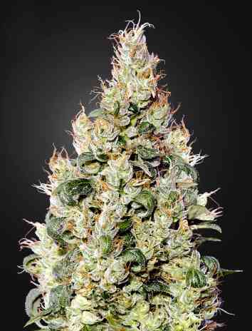 Exodus Cheese CBD Auto (Greenhouse Seed Co.) Cannabis Samen von Greenhouse Seed Co.