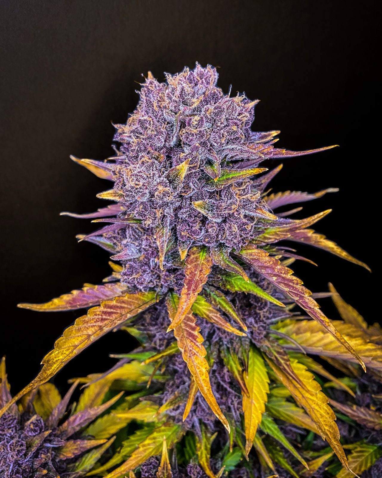 Purple Lemonade Auto (Fast Buds)