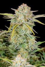 Bruce Banner Auto (Fast Buds)