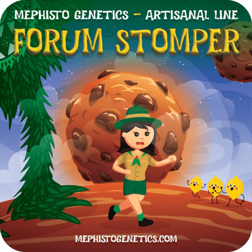 Forum Stomper Auto (Mephisto Genetics)