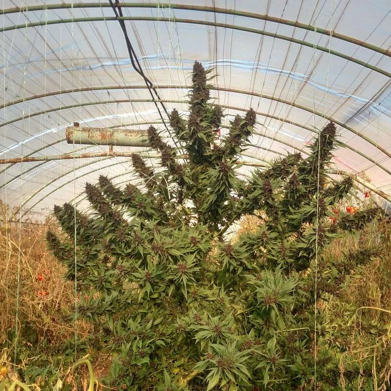 Frisian Duck (Dutch Passion) feminisiert