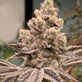 Frozen Grapes (In House Geetics) feminisiert Cannabis Samen von In House Genetics