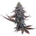 G13 Genius (Brothers Grimm Seeds) feminisiert Cannabis Samen von Brothers Grimm Seeds
