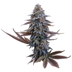 G13 Genius (Brothers Grimm Seeds) feminisiert Cannabis Samen von Brothers Grimm Seeds