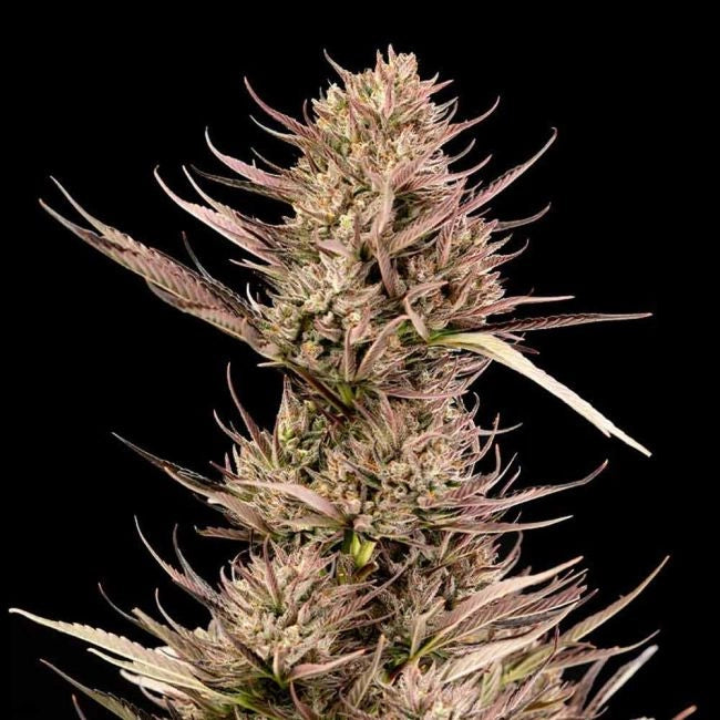 Garlic Muffin F1 Auto (Seedsman)