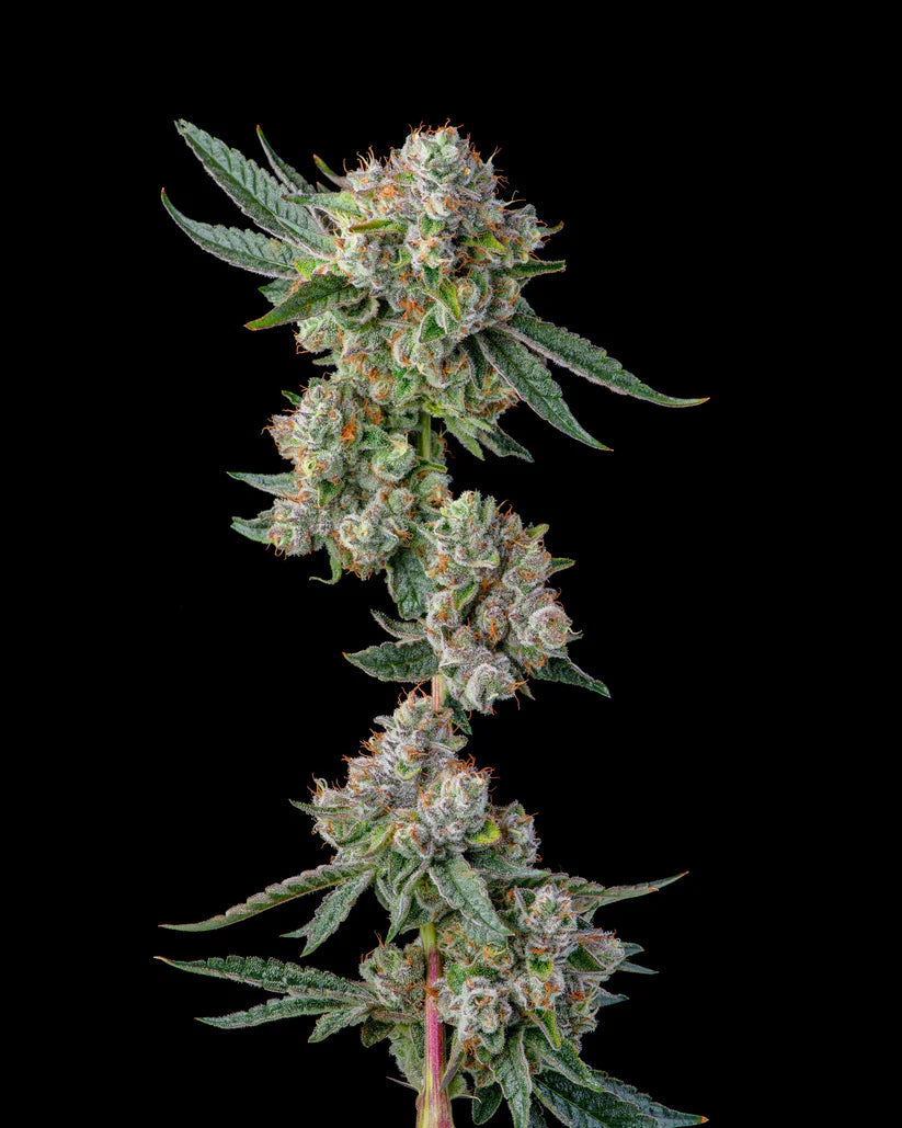 Glue 31 (Compound Genetics) feminisiert