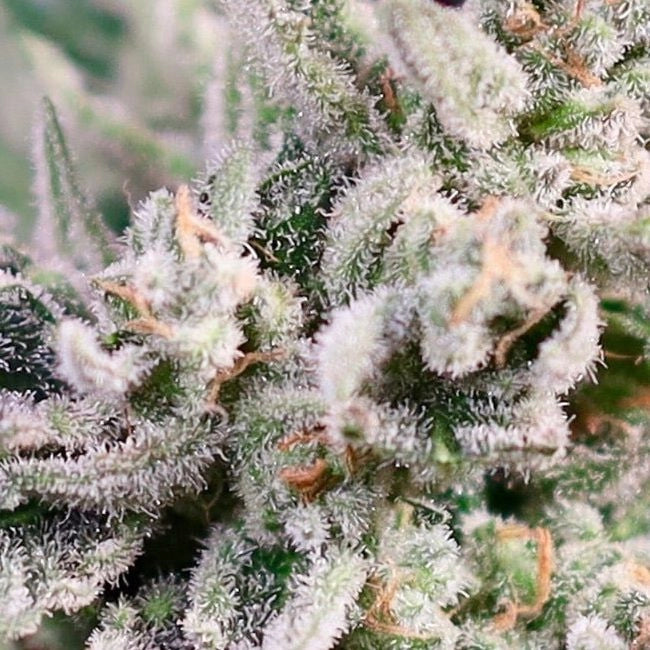 GMO Bomb Fast (Atlas Seed) feminisiert
