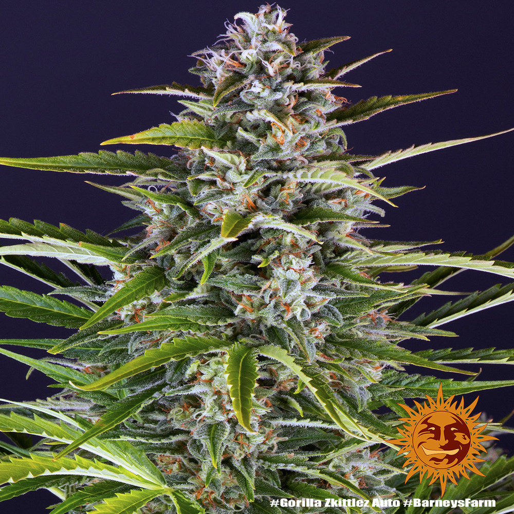 Gorilla Zkittlez Auto (Barneys Farm)
