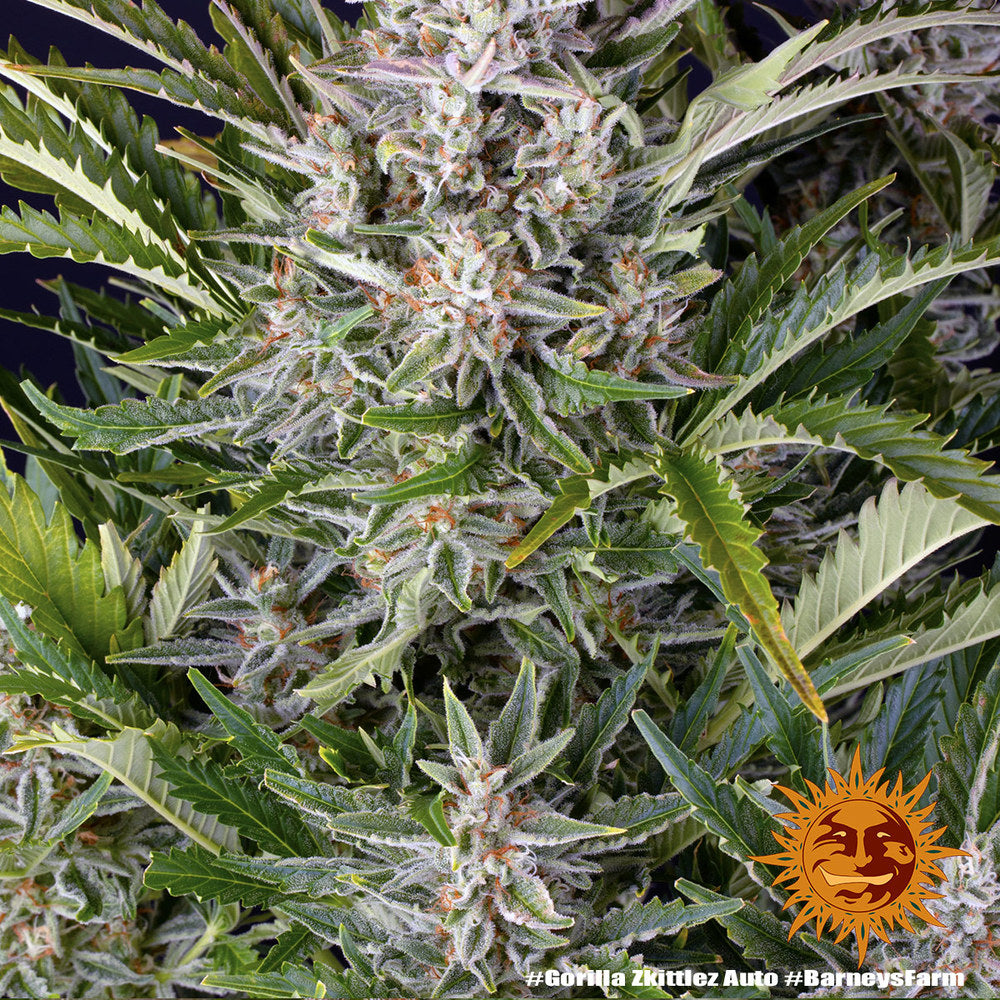 Gorilla Zkittlez Auto (Barneys Farm)