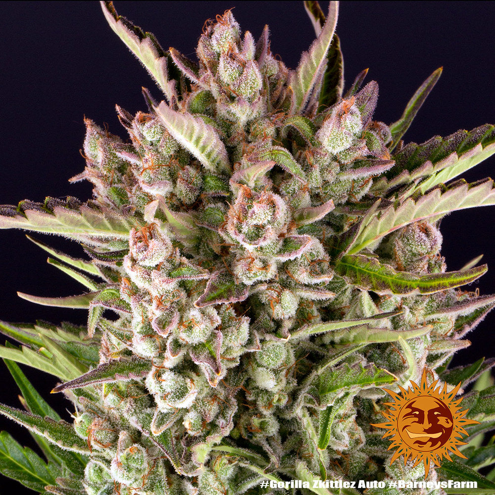 Gorilla Zkittlez Auto (Barneys Farm)