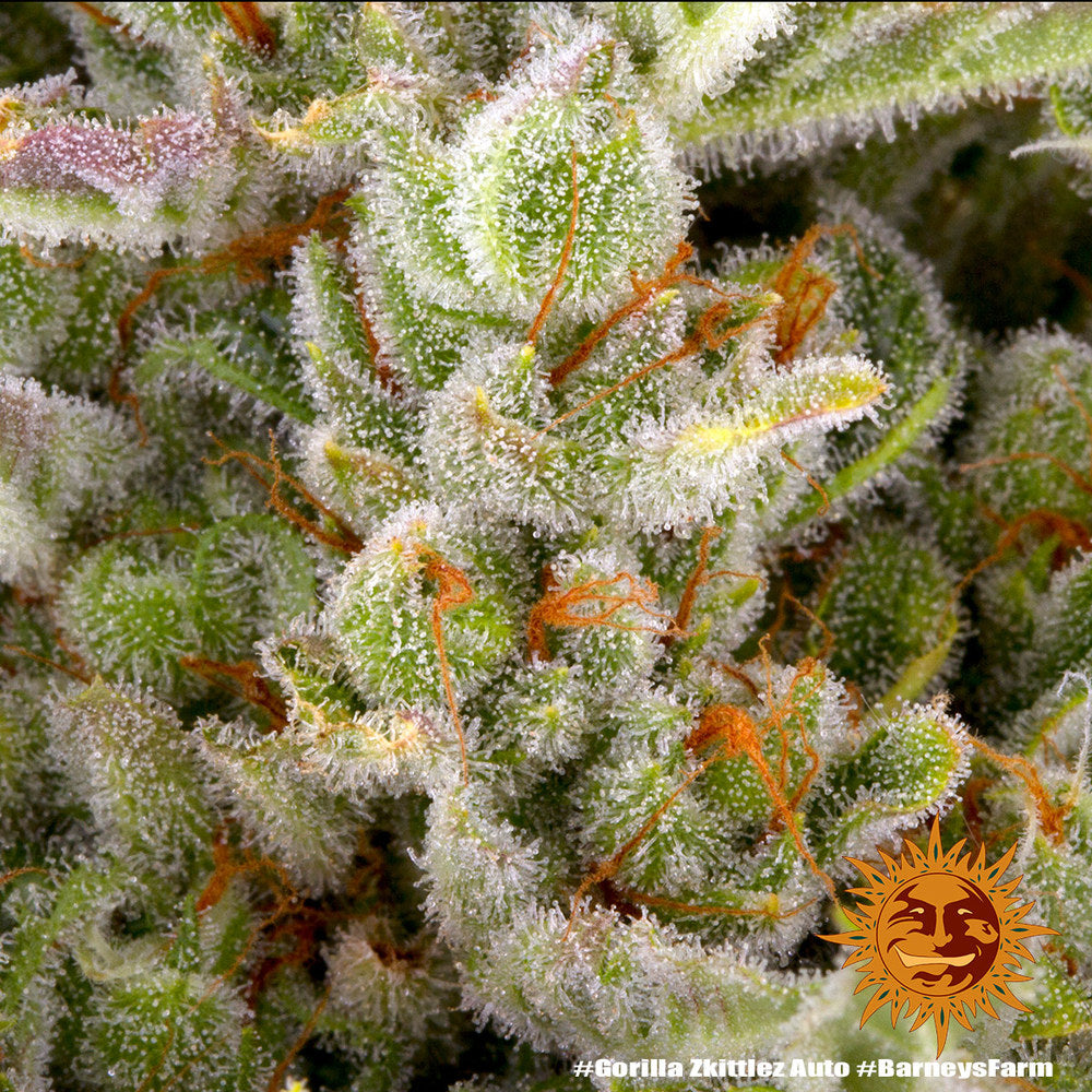 Gorilla Zkittlez Auto (Barneys Farm)