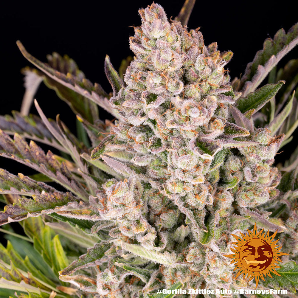 Gorilla Zkittlez Auto (Barneys Farm)