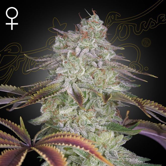 AlienZ (Greenhouse Seed Co.) feminisiert Cannabis Samen von Greenhouse Seed Co.