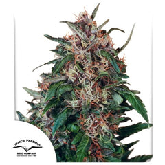 Hollands Hope (Dutch Passion) feminisiert Cannabis Samen von Dutch Passion