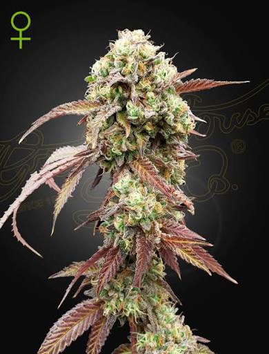 West Coast OG x Gelato 41 Auto (Greenhouse Seed Co.) Cannabis Samen von Greenhouse Seed Co.