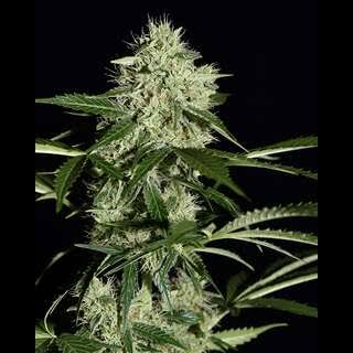 Northern Lights Auto (Greenhouse Seed Co.) Cannabis Samen von Greenhouse Seed Co.
