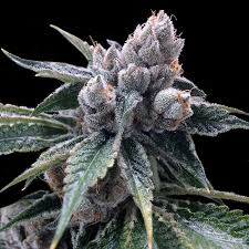 White Walker Kush (DNA Genetics) feminisiert Cannabis Samen von DNA Genetics