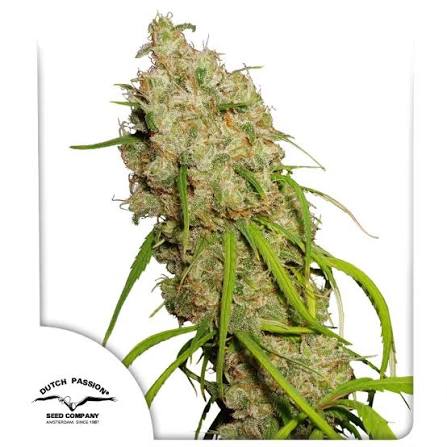 Desfran (Dutch Passion) feminisiert Cannabis Samen von Dutch Passion