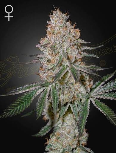 HighCloudZ (Greenhouse Seed Co.) feminisiert Cannabis Samen von Greenhouse Seed Co.