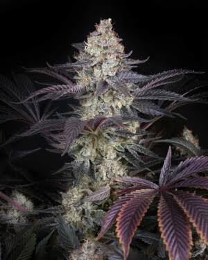 Milky Dreams (Greenhouse Seed Co.) feminisiert Cannabis Samen von Greenhouse Seed Co.