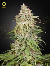 GH Amnesia (Greenhouse Seed Co.) feminisiert Cannabis Samen von Greenhouse Seed Co.