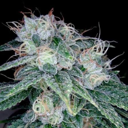 Sour Diesel (DNA Genetics) feminisiert Cannabis Samen von DNA Genetics