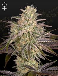 Cloud Walker (Greenhouse Seed Co.) feminisiert Cannabis Samen von Greenhouse Seed Co.