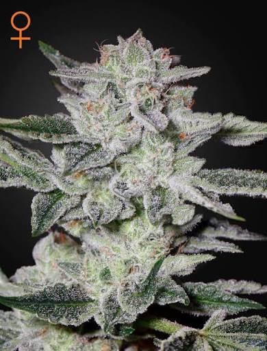 Sweet Valley Kush (Greenhouse Seed Co.) feminisiert Cannabis Samen von Greenhouse Seed Co.