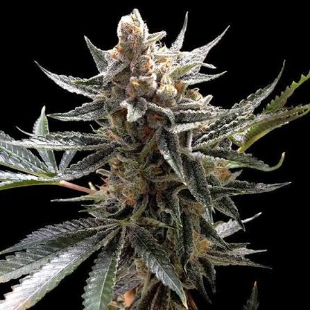 Tangie (DNA Genetics) feminisiert Cannabis Samen von DNA Genetics