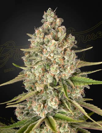 Lost Pearl (Greenhouse Seed Co.) feminisiert Cannabis Samen von Greenhouse Seed Co.