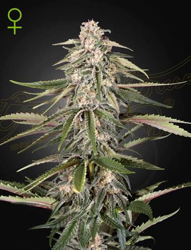 Green-O-Matic Auto (Greenhouse Seed Co.) Cannabis Samen von Greenhouse Seed Co.