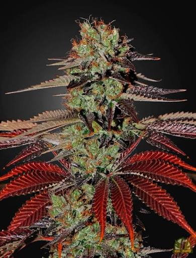 King's Kush Auto (Greenhouse Seed Co.) Cannabis Samen von Greenhouse Seed Co.