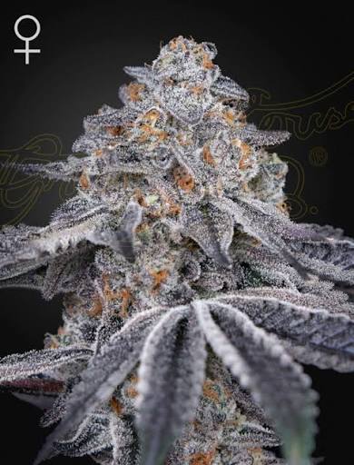 Velvet Moon (Greenhouse Seed Co.) feminisiert Cannabis Samen von Greenhouse Seed Co.
