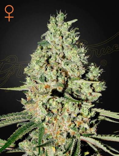 Super Critical (Greenhouse Seed Co.) feminisiert Cannabis Samen von Greenhouse Seed Co.