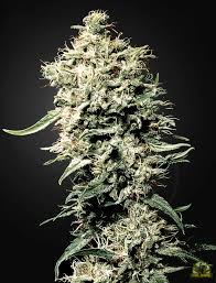 White Rhino (Greenhouse Seed Co.) feminisiert Cannabis Samen von Greenhouse Seed Co.