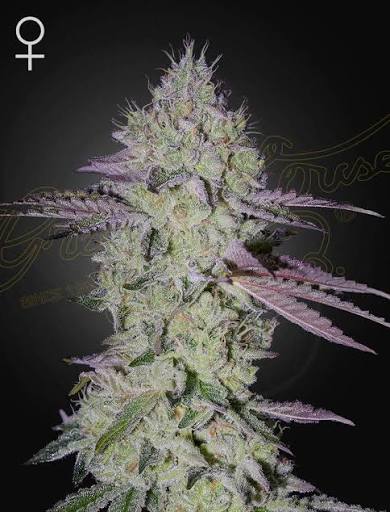 Tarte Tatin (Greenhouse Seed Co.) feminisiert Cannabis Samen von Greenhouse Seed Co.