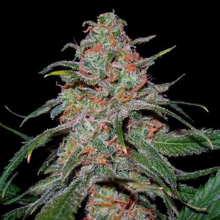 Lemon Skunk (DNA Genetics) feminisiert Cannabis Samen von DNA Genetics