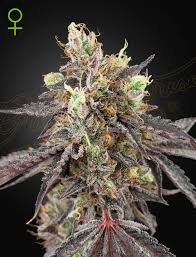 Gelato 41 x Gelato 41 Auto (Greenhouse Seed Co.) Cannabis Samen von Greenhouse Seed Co.