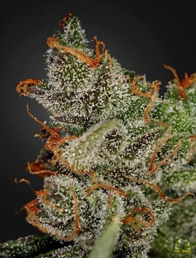 King's Kush (Greenhouse Seed Co.) feminisiert Cannabis Samen von Greenhouse Seed Co.