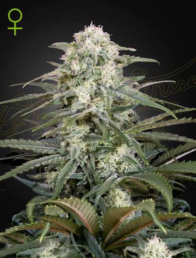 Kalashnikova Auto (Greenhouse Seed Co.) Cannabis Samen von Greenhouse Seed Co.