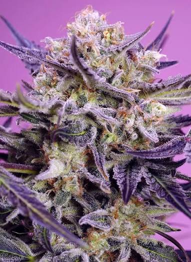 Pink Guava F1 Fast Version (Sweet Seeds) feminisiert Cannabis Samen von Sweet Seeds