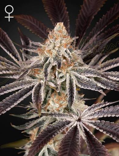 Dark Phoenix (Greenhouse Seed Co.) feminisiert Cannabis Samen von Greenhouse Seed Co.