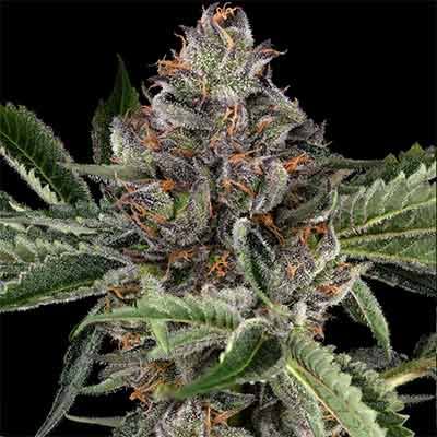 Papaya Jealousy (Sensi Seeds) feminisiert Cannabis Samen von Sensi Seeds