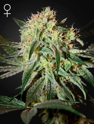 Damn Sour (Greenhouse Seed Co.) feminisiert Cannabis Samen von Greenhouse Seed Co.