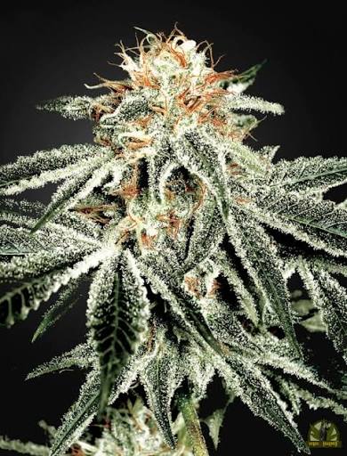 White Widow (Greenhouse Seed Co.) feminisiert Cannabis Samen von Greenhouse Seed Co.